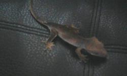 selling little crested gecko and tank and heat pad for 50$