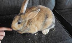 I have little bunnies for sale, 2 females which are twins, cross between lop and mini-rex. another female brown and black. Come take a look. call 519-534-2621
