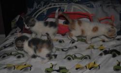 I have 4 kittens that will be ready in 2 weeks. The orange and white is a male, the grey is a male, the other two are females.