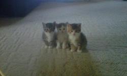 Male Kitten to Give Away to a Good Home.
He is the Tabby and White Kitten on the Left in the First Picture.
Female Kitten to Give Away to a Good Home.
She is the Mainly White Tabby in the Middle of the First Picture.
 
Cute, Friendly, Playful and Pretty