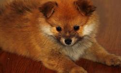 A cute and cuddly, 2 month old pomeranian. He just had his first vet visit and shots and been dewormed, 100% healthy :) I am located in Coal Harbour, Downtown Vancouver.
Please call Saba at 604 377 7842
P.S. A loving family would have priority.