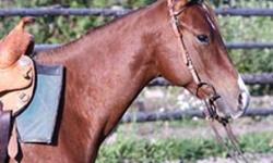 Gorgeous 2 yr old sorrel reg. AQHA mare. Super quiet, has been saddled and rode twice, but have no time to put into her. Freckles, Playboy, Docs Haida, Colonel Freckles & Docz High Noon on her papers. She's royally bred & pretty too. Have a look, she's a