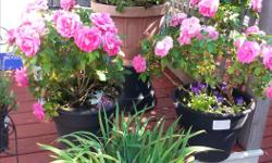 hot pink roses bloom 3 times in summer ($20 per pot), mock orange bonsai-ish plant...very fragrant ($50) , pot of mini irises ($10) , kitchen thyme in decorative stand ($20), mini Korean super fragrant lilac ($80), Echinacea tall rose coloured daisy like