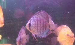 We have discus for sale, various colours. Please call for more info.