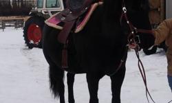 Have I got the horse for you. Star is a very striking black horse. He is around fifteen two hands high with a lovely head and an awesome build. He is very smart but needs someone to help bring that out of him. I would consider him as over green broke and