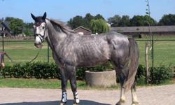 Do you want to be on the TOP? well here is your horse, KWPN!! Top Quality show jumper by world famous stallion MR.BLUE!--Eyecatcher-- 4year old gelding, all scoope, easy to ride, nice charecter. Only 5months under saddle, Auto lead changes. knows how to