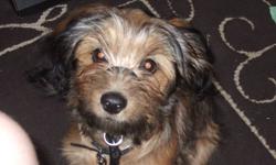 Name is Coco.  male, for $200.00.Born in December 13, 2010. Has all shots.  Coco is not neutered, he is very good with both cats and dogs and has a very good personality. He is good with children. He is house trained..  Coco is Dorkie Dachsund and Yorkie