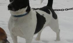 for adoption at Tweed Animal Shelter:
1 - Jack RussellxBeagle, male neutered, 3 yrs old, black and white.  Alert, housetrained, walks well on leash, quite bold.
1 - Jack RussellxBeagle, male neutered, 3 yrs old, tan and white.  Alert, house trained, a bit