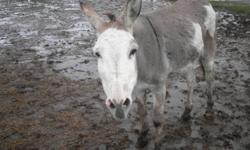He is GELDED, very friendly, i was told he was 10-12 years old, very quiet, he loves his ears scratched, having a bath and being brushed, he can be ridden
as he has had children on his back. he will make a good guard animal for your sheep, goats, catttle,