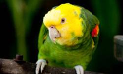 For sale male Double Yellow Amazon, about 10 years old. Talks a bit, semi tame, will step up on you hand when out side the cage (cage protective when inside). Will sit on your shoulder, doesnt like to be petted. Would recommend as a breeder, as he was