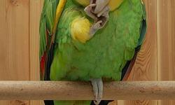 A breeder quality DOUBLE YELLOW HEAD AMAZON MALE is up for sale, he was a hand raised bird, he talks too. If somebody has time to spend with him so he can be re tamed otherwise good for breeding. He is on a very healthy diet of Pellets, Some seeds,