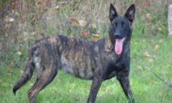 The last dutch shepherd pup of the litter. He come vet checked, de-wormed, and first shots.
The fawn male is high energy and is always in motion, high prey drive, eager to learn, very focused.
First Picture- Mother
Second- Father
Third- Fawn Male
Please