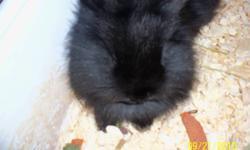 two beautiful dwarf bunnies , about 1 and 1/4 years old , one is a black lionhead  longer haied boy and the other, she  is a grey brown , very soft luxurious furred bunny.  $ 20 each .  We have the large cages for each with food , food dished water