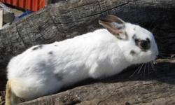 Dwarf bunnies for sale (under 3 lbs.)
Bucks and Does, Div. colours and ages.
Pictures are a small indication of the variety of colours we have.
Most are born at our farm and handeld from the start by kids !!
 
Unfortunally due to some injury we need to