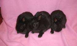 three young dwarf bunnies needing their own homes.
All are solid black.
One is a girl, two are boys.
I know who all their parents and grandparents are. if interested in showing, they should be showable when they get a bit older.
They are polish rabbits.