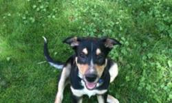 Elvis is a 4 month old boarder collie, blue heeler puppy. He is very sociable with other animals and has lots of energy to play.
Elvis was one of 7 puppies that my dog Daisey had months ago. We decided that we wanted to keep one of her puppies however