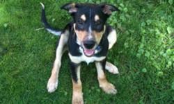 Elvis is a 5 month old boarder collie, blue heeler puppy. He is very sociable with other animals and has lots of energy to play.
Elvis was one of 7 puppies that my dog Daisey had months ago. We decided that we wanted to keep one of her puppies however