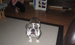 Pure bred, female, English Bulldog for Sale.
Age: 2.5 yrs.
Weight: 42-45 lbs.
Colour: Brindle & white.
 
Lucy is a sweet dog, she's good with kids of all ages, she loves to snuggle, she has been neutered and all shots are up to date.
 
She doesn't get a