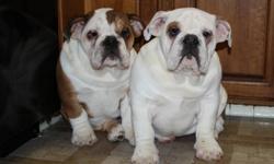 Awesome chubby English bulldog puppies available
for new homes!
2 female and 1 male.
All 3 puppy shots done, so they don't
need anymore until next year also have been dewormed
Ready for loving homes.
please e-mail if your interested in the puppies.