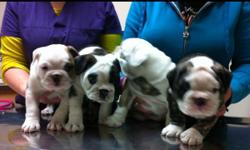 Beautiful bulldog puppies CKC registered, microchipped, good with kids. Ready to go to forever home January 11th. Up to date shots.
This ad was posted with the Kijiji Classifieds app.