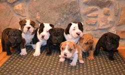 I have eight adorable English Bulldog/Sharpei puppies available by the middle of January! They are very friendly and are great with children. Mom is onsite. Mom is English Bulldog and Dad is Sharpei. This has created a uniquely wrinkled puppy with a cute