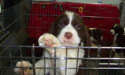 Adorable English Springer Spaniel Puppies - CKC.Registered - Guaranteed - Since 1989 - Show Quality/Campanion - Male and Female - Black and White, Liver and White - Born October 2011 and now available to new homes - We are now accepting deposits on spring