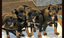 Give your loved ones a gift they'll love! These dogs are great family dogs. They love children and other animals, they love to play and go outside and are very loyal to their owners.
We had a litter of 4 English Toy Terrier puppies born.There are 3 males
