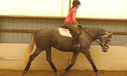 I am looking for an experienced reliable rider to exercise my horses for 6 weeks while I am out of the country. Horse 1 is a 15.3hh 9yo tbxclyde jumper gelding. Uncomplicated to ride, jumps around a 3'3-3'6 course easily, knows his flatwork. Horse 2 is a