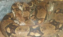 I am putting up for sale a Columbian pastel female Boa. She is very good for future breeding stock and would make great babies. You MUST  BE an experienced handler of Boa's or  a Breeder who knows how to deal with boa's please. She has never had any