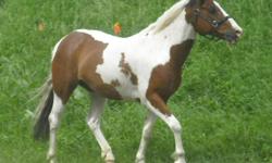 Description
 
Name: Spirit
Sex: Gelding
Breed: Reg.Tobiano Paint(No Papers)
Age: 7 yrs old
Size: 14.1-14.2hh
 
Color:
Tri-Colour
(black, brown & white)
-VERY UNIQUE PAW PRINT MARKINGS!
 
 
Training/History
 
BROKE TO RIDE FOR ANY DICIPLINE!!!
 
Trail