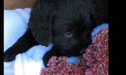 F1 Medium Labradoodle Puppies
 ~ we have a new family of adorable F1 medium labradoodle puppies
 ~ all the puppies are black, with some white markings on chin
 ~ born August 18th they are ready to be adopted into your home
 ~ they have had their 1st