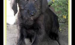 F1 Medium Labradoodle Puppies
 ~ we have a new family of adorable F1 medium labradoodle puppies
 ~ born August 18th they are ready to be adopted into your home
 ~ they have had their 1st & 2nd shots, are vet-checked, dewormed, & micro-chipped
 ~ your