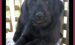 F1 Medium Labradoodle Puppies, 5 males
 ~ we have a 5 males, F1 medium labradoodle puppies
 ~ born August 18th they are ready to be adopted into your home
 ~ they have had their 2nd shots, are vet-checked, dewormed, & micro-chipped
 ~ your puppy will come