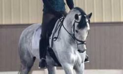 I have a beautiful andalusian gelding, 2003, 16.1 hands, training 3rd level dressage with potential for more. Sensitive, athletic, and sometimes playful - needs an intermediate to advanced rider. Come see him, you will fall in love. Fabulous upper-level