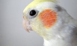 Hello, I have received a lot of emails about his bird but no one has yet to confirm so this bird is still up for sale. I can deliver him to you around GTA on Wed 28 or Sat 31. 
Age/sex/type: 2 year old male pied cockatiel
Health: Perfect health. He has a