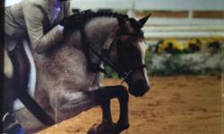 2006 12.0hh full welsh gelding. Very cute strawberry roan with blaze and 2 hind socks. Alexandria's Short Notice aka Thumper showed his first show season this summer, showed trillium small/mediums and finished 6th in the zone(4th small) and pinned 4,9,12