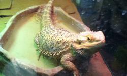 Adult female bearded dragon for sale, friendly and healthy. Never had any issues with health or people. She is 2 years of age. I am moving to another country and really need to sell her ! Please email or text me if you are interested. TEXT preferably.