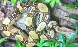 0.1 2010 jungle colombian BCI stunning colours on her eats small f/t rats
$200
0.1 2011 N.Brazilian BCC beautiful red tail on her eats small f/t rats
$300
0.1 2006 striped nicaraguan dwarf boa eats f/t medium rats
$150
These snakes can be viewed in person
