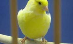 I have a female canary with cage and accessories all for $50
Likes to sing.
 
$50 OBO
 
Call/Text 613 363 5068