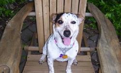 I am sadly needing to place my spayed female Jack Russell/Blue Heeler mix (4 years old, aprox. 25lbs.) with a new family.
Dixie is a good dog- she is house and crate trained and knows basic commands, walks well on a leash and gets along great with other