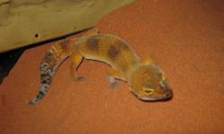 Female leopard geckos tangerine $60 regular $40. No Trades. call or text please. 519 854 2435
