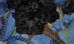 Trying to find a home for a 12 week female puppy, Yorkie and Poodle,Boston Terrier mix.  Mother is hypoalergenic, i belive the puppy is also.Worth more than asking, as she needs her first shots.  very cuddly and sweet,   thanks