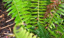 I have two types of ferns. Sword ferns which are the larger ones found in our woods. They are drought and deer resistant. Grow in all types of light. The other vary are called Deer ferns. Much more dainty and grow only in shady, moist ares. They do not