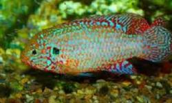 Jewel Cichlid-Breeding PairHemichromis BimaculatusAs beautiful as the name sounds
When in full color, the body of Jewel Cichlids become orange to red with many rows of blue iridescent spots.
$25/pair
Call 519 451-4784