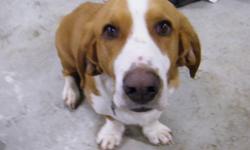 Duff is a loving three year old fixed male he loves kids and people. He likes going for a walk and gets along with other dogs he is about the size of a lab with short basset legs and ears he is funny to watch him play. reason for getting rid of him is