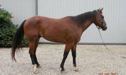 Chestnut color
Started under saddle last year, riden bareback in corral 2 weeks ago
Approximatly 15 hands
Good with ground work, good dispossition
Gelded
No Papers