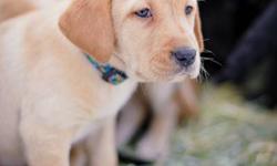Labrador Retriever Puppies
In time for Christmas!
Immunizations & dewormings included as well as 8 week vet check and a health guarantee.
Fox Red or Yellow
$400
Call Shauna 250-804-9432
250-675-4484 leave message
Newsomcreek Labradors