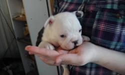 FRENCHTON PUPPIES - Dam is a honey pied French Bulldog & Sire is a blue Boston Terrier. 3 Males & 1 female available. Puppies will come with 1st vaccines, de-wormed and a 1 year health guarantee.