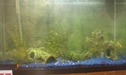 Please check out my other ads.  Ad will be removed immediately after
sale.  More ads coming soon!
Fresh Water Aquarium
Selling our 30 Gallon Fresh Water Aquarium.  We have had the tank
for a number of years.   The heater is 1-2 years old.  We are trying