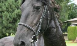 This is a rare opportunity to own a beautiful Registered Friesian mare who is trained under saddle and to drive for $10,000! 
Lientje is a 2003 Friesian Studbook Mare by Feitse. She is a very sweet, willing, and brave mare that would make a wonderful